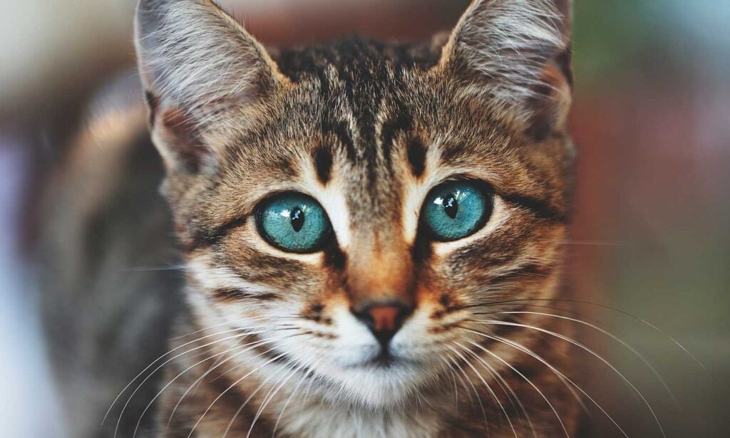 Cat's Eye