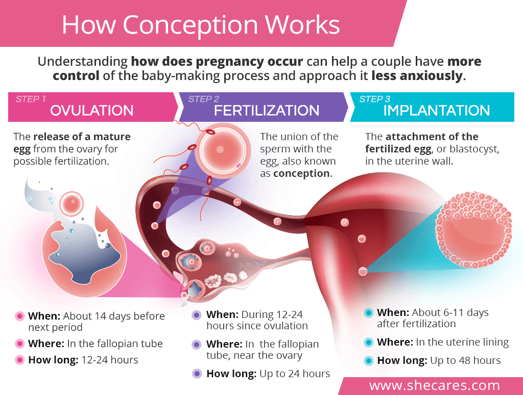 Conception