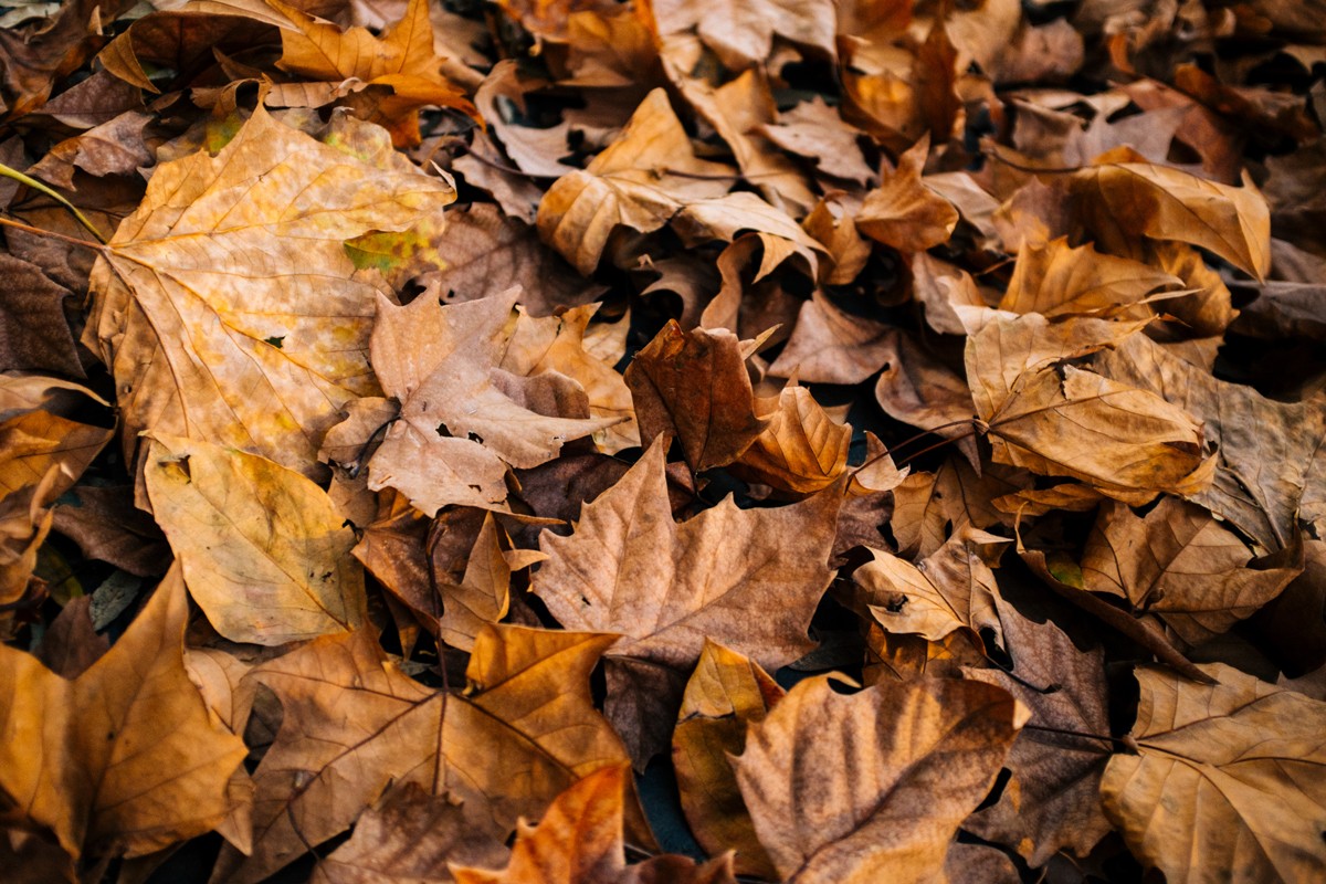 Dead Leaves
